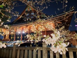 浅草神社の夜桜見物🌱